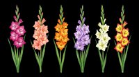 Gladiolus flowers in pink, coral, orange, purple, cream, and red isolated on transparent background, ready for t-shirt design, clipart, stickers, sublimation, and print-on-demand projects.