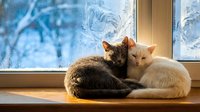 Two cats sitting together on a windowsill during winter, gazing outside at snowy landscape. Cozy indoor scene for pet, home and seasonal content.