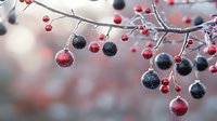Frosted winter berries on tree branches covered in morning frost and ice crystals against soft blurred background, creating magical seasonal nature macro.