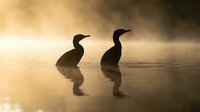 Two waterfowl silhouettes wade through misty morning water, creating atmospheric reflections in golden light for nature and wildlife content.