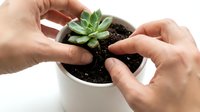 Hands planting a small succulent in a white ceramic pot with dark soil, close-up view for gardening, home decor, and plant care concepts.
