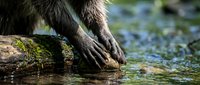 Primate hands reaching into clear stream water over mossy log, showcasing natural foraging behavior and wildlife interaction with aquatic environment.