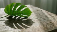 Green monstera leaf with natural holes isolated on wooden surface, casting shadow. Tropical plant foliage for botanical and interior design projects.