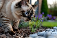 Curious Siamese cat with bright blue eyes exploring spring crocus flowers in garden setting, close-up view showing natural feline behavior and garden environment.