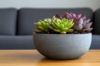 Colorful succulent plants in modern concrete planter on wooden table with gray sofa background for home decor and interior design projects.