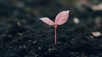 Young pink plant seedling emerging from dark rich soil, showing first leaves sprouting in spring garden. Natural growth concept for environmental projects.