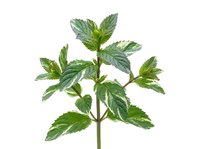 Isolated fresh mint plant with green leaves and stem on white background, suitable for culinary, herbal, and wellness design projects.