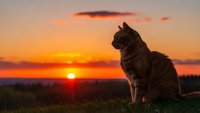 Tabby cat silhouette sitting on grassy hill watching golden sunset with orange sky and sun on horizon creating peaceful outdoor scene for pet lovers.