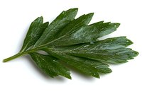 Fresh green parsley leaf isolated on white background, showing detailed texture and natural veins. Culinary herb for cooking and garnishing dishes.