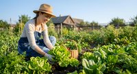 Young Caucasian woman farmer in straw hat harvesting fresh lettuce in organic vegetable garden during sunny day for healthy eating and sustainable agriculture.