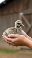 Child holding young ostrich chick in cupped hands at farm, demonstrating animal care and wildlife education for agricultural and nature-based content.