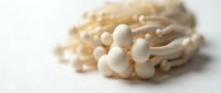 Enoki mushrooms with delicate white stems and small round caps isolated on white background, suitable for food and culinary design projects.