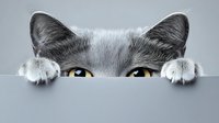 Curious gray cat with bright blue eyes peeking over edge, white paws visible, playful pose against gray background for pet and animal concepts.