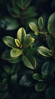 Fresh green leaves with intricate vein patterns in natural lighting creating organic texture for botanical design and nature photography projects.