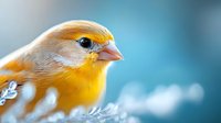 Close-up portrait of yellow canary bird with orange beak against soft blue bokeh background, showcasing vibrant plumage and gentle expression.