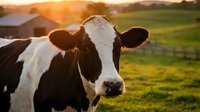 Holstein dairy cow portrait in golden sunset light on green pasture farm field with warm bokeh background for agriculture and livestock concepts.