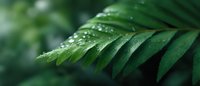 Fresh green fern fronds with morning dew drops in macro view against blurred natural background, showcasing nature's delicate details and freshness.