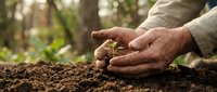 Elderly hands gently protecting young green seedling sprouting from rich soil in garden, symbolizing growth, care, nurturing and environmental protection.
