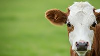 Brown and white dairy cow face close-up portrait on green pasture background for agriculture and farming concepts.