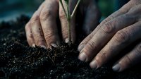 Mature male hands planting young seedling in dark soil, representing gardening, agriculture, growth, and environmental sustainability for eco-friendly projects.