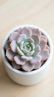 Potted succulent plant with pink and green fleshy leaves arranged in rosette form, displayed in white ceramic pot on neutral background. Use for gardening, home decor, and botanical content.