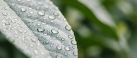 Fresh green leaf with morning dew water droplets in natural garden setting for wellness and nature concepts.