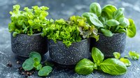 Fresh herbs growing in black speckled pots including basil, parsley and leafy greens for cooking, gardening and healthy lifestyle concepts.