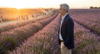 Mature businessman walking through lavender field at golden hour sunset, contemplating peaceful countryside landscape with purple flowers blooming in rows.