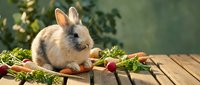Adorable fluffy baby rabbit sitting on wooden deck surrounded by fresh vegetables and herbs in natural outdoor garden setting for Easter celebration.