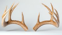 Pair of natural deer antlers with detailed texture and points isolated on light gray background, suitable for hunting season designs and wildlife concepts.