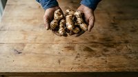 Farmer holding fresh ginger root in hands over wooden surface, organic produce harvesting and agriculture concept for cooking and wellness.