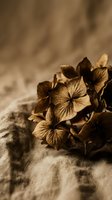 Dried hydrangea flower head in warm golden brown tones resting on soft linen fabric, moody autumn botanical still life.