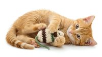Ginger tabby kitten playing with striped toy while lying on white background, playful pet behavior for animal and feline content.