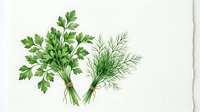 Watercolor bunches of fresh parsley and dill tied with twine, isolated on white background, for culinary, kitchen, and food design projects.