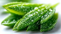 Fresh aloe vera leaves with water drops in macro view showing natural texture and moisturizing properties, green healing plant on light background.