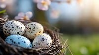 Speckled quail eggs in natural nest against blurred spring background with soft bokeh lights and blooming tree branches. Easter concept.