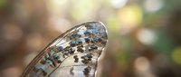 Macro close-up of butterfly wing showing intricate patterns and iridescent scales with natural bokeh background for nature photography projects.