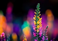 Vibrant wildflowers with yellow and pink petals against colorful bokeh background in soft focus, creating dreamy nature macro photography effect for spring and summer designs.