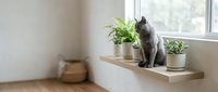 Gray cat sitting on wooden window sill with green plants in white pots, modern minimalist home interior design with natural light and neutral colors.