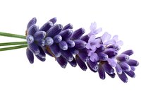 Fresh purple lavender flower sprig isolated on white background, aromatic herb with delicate petals and green stem for natural wellness designs.