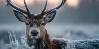 Majestic red deer stag with impressive antlers in natural habitat during golden hour light. Wildlife photography capturing noble expression and detailed features.