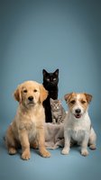 Adorable group of domestic pets sitting together on blue background featuring golden retriever puppy, black cat, tabby kitten and jack russell terrier.