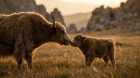 Adult brown goat with kid in golden grassland at sunset, suitable for agriculture, farming, livestock, and rural lifestyle content.