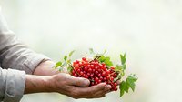 Red currant berries held in hands of farmer or gardener, fresh organic fruit harvest ready for cooking, jam making, or culinary use.