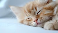 Peaceful cream colored cat sleeping on white bedding, close up portrait showing relaxed expression and soft fur texture. For pet care and lifestyle content.