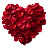 Red rose petals arranged in heart shape on white background isolated for romantic Valentine's Day wedding anniversary love celebration design.