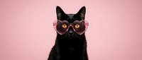 Black cat wearing heart-shaped pink sunglasses on pastel pink background for Valentine's Day greeting cards and romantic pet photography projects.