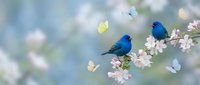 Two vibrant blue birds perched on blooming cherry blossom branch with colorful butterflies flying around in soft spring garden setting.