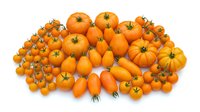 Fresh orange cherry tomatoes and small pumpkins isolated on white background, ready for autumn harvest designs, cooking content, and seasonal marketing materials.