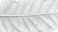 Detailed macro view of leaf veins and cellular structure in monochrome showing intricate natural patterns and botanical textures on white background.